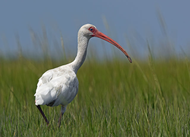 White Ibis