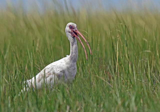 White Ibis