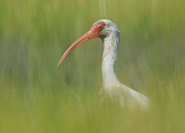 White Ibis