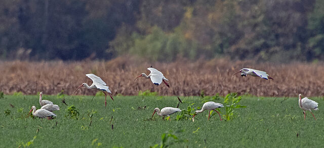 White Ibis