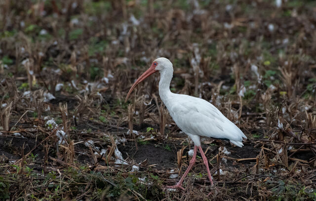 White Ibis