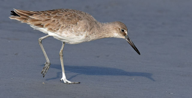 Willet