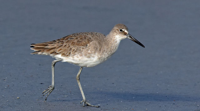 Willet