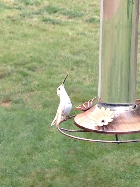 Ruby-throated Hummingbird