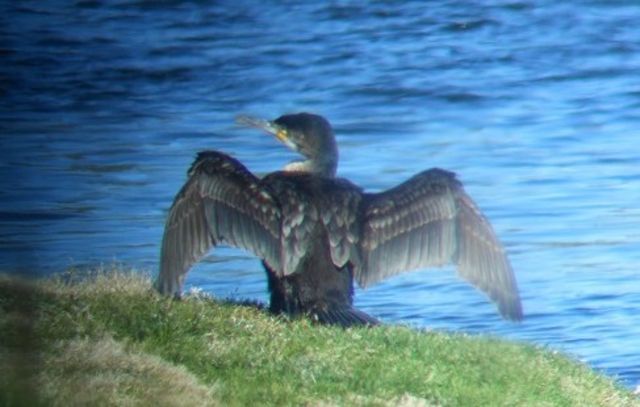 Great Cormorant