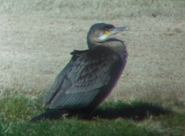 Great Cormorant