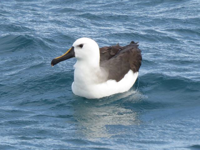 Yellow-nosed Albatross