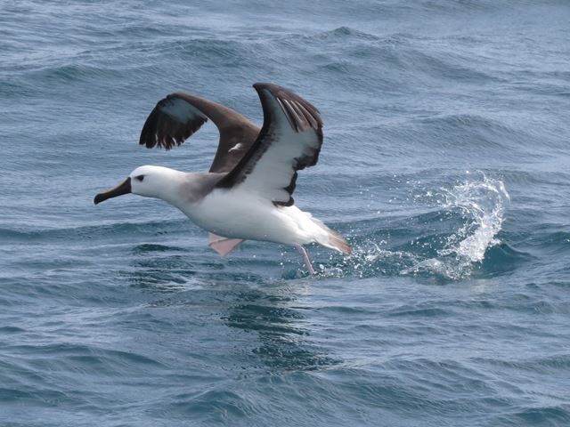 Yellow-nosed Albatross