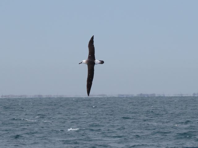 Yellow-nosed Albatross