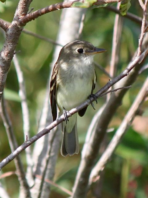 Alder Flycatcher