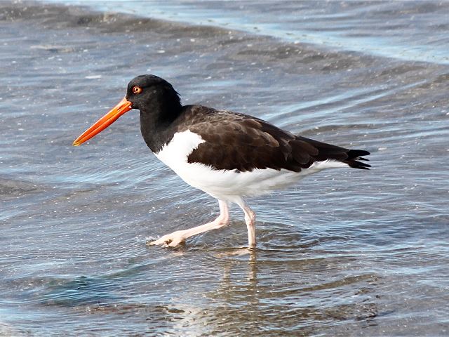 American Oystercatcher