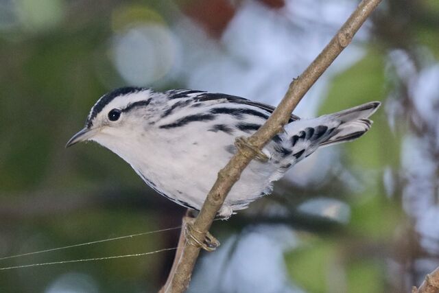 Black-and-white Warbler