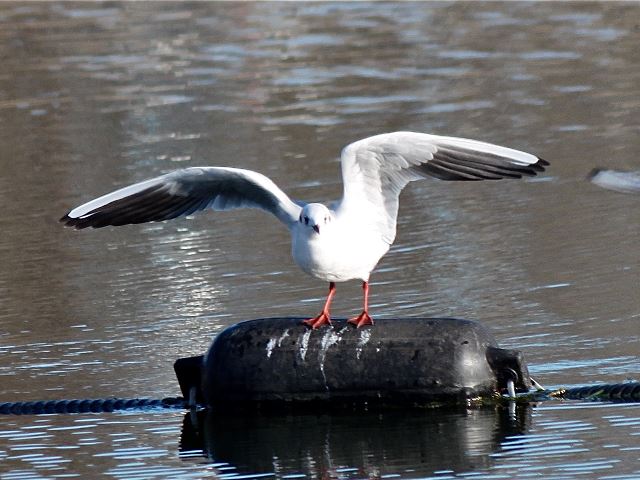 Black-headed Gull