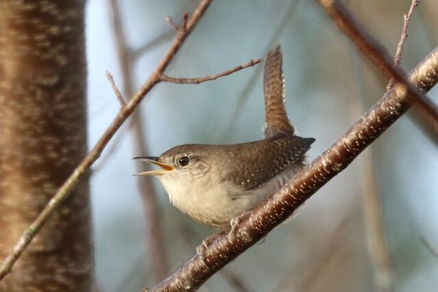 Northern House Wren