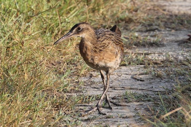 King Rail