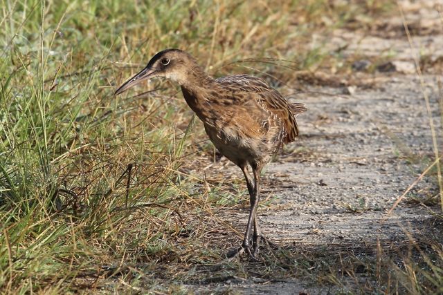 King Rail