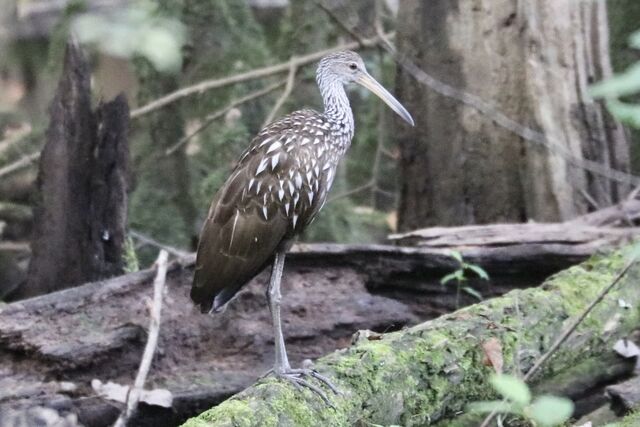 Limpkin