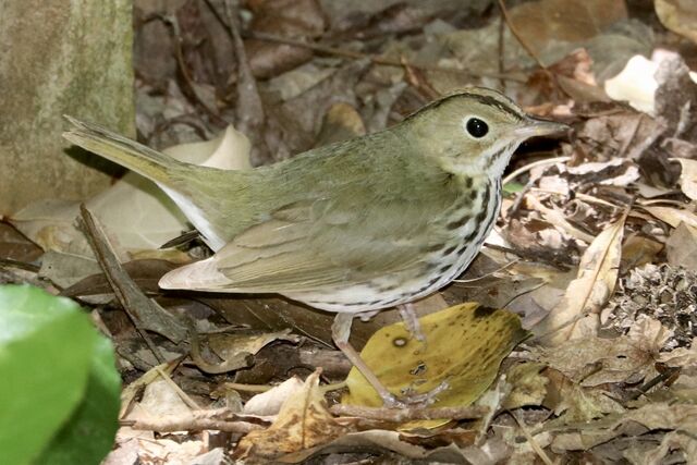 Ovenbird