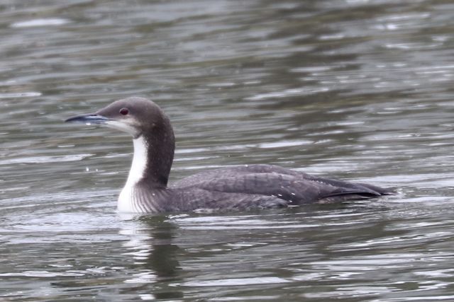 Pacific Loon