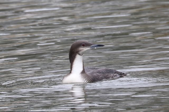 Pacific Loon