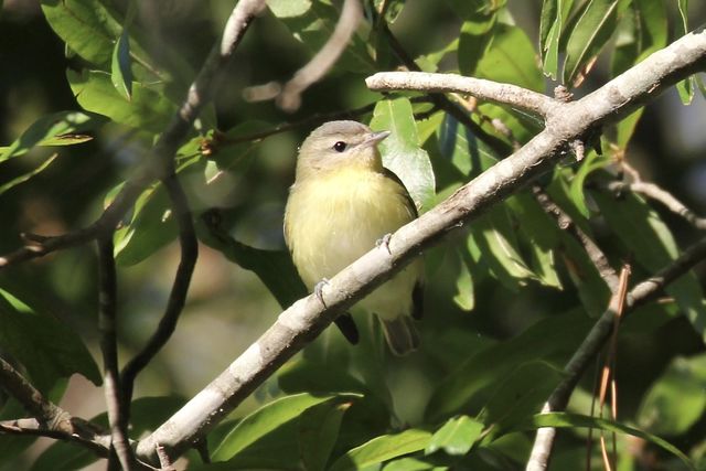 Philadelphia Vireo