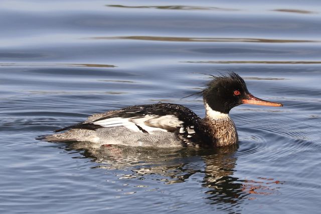 Red-breasted Merganser