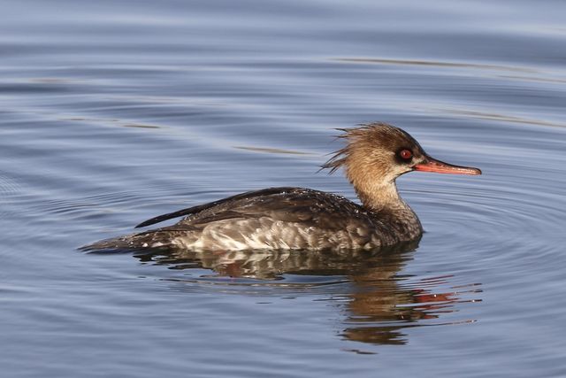 Red-breasted Merganser