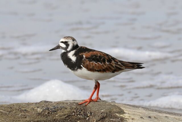 Ruddy Turnstone