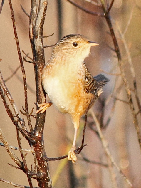 Sedge Wren