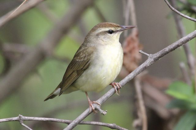 Swainson's Warbler