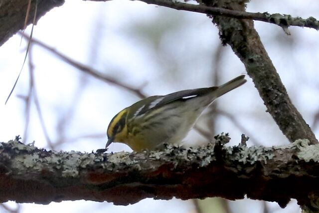 Townsend's Warbler