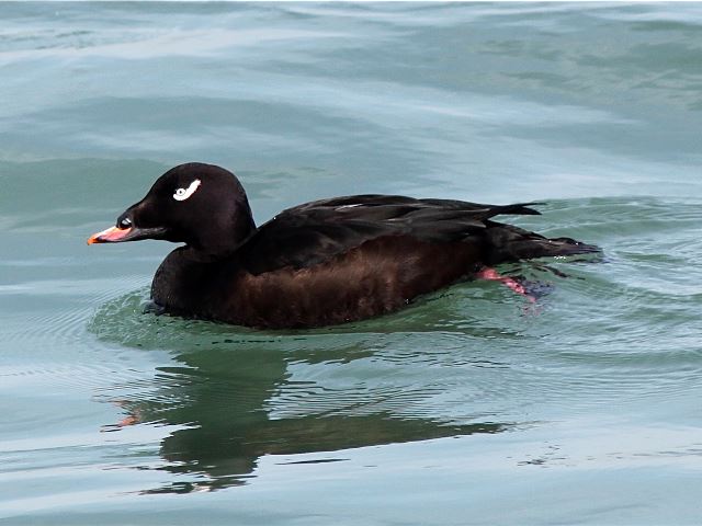 White-winged Scoter