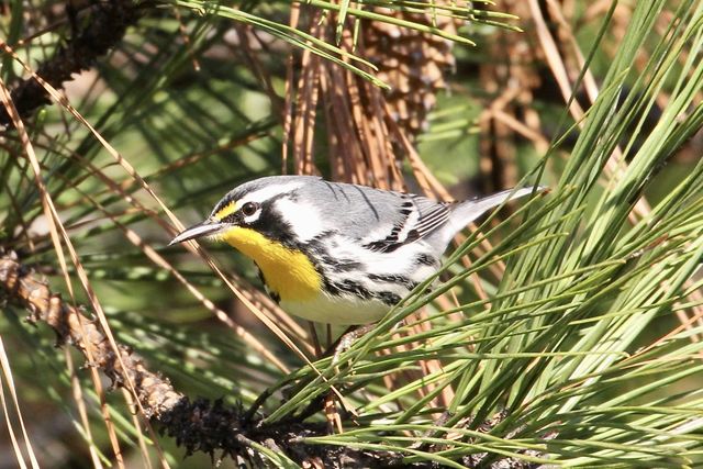 Yellow-throated Warbler