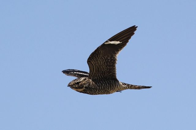 Common Nighthawk