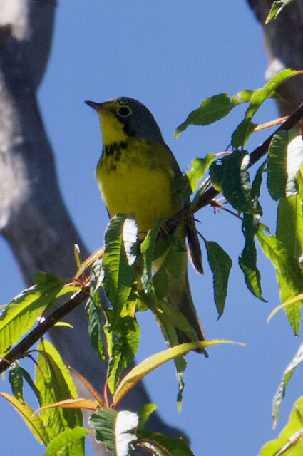 Canada Warbler