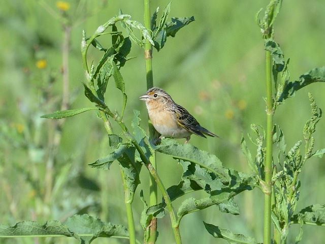 Grasshopper Sparrows