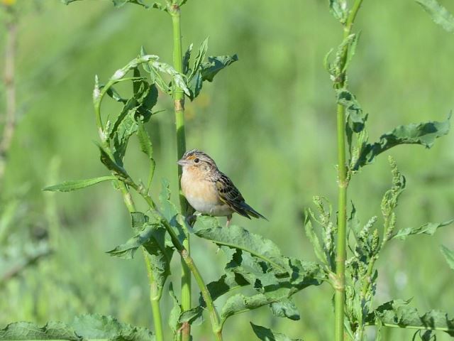 Grasshopper Sparrows