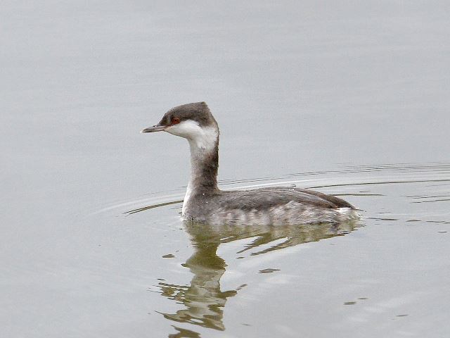 Horned Grebe