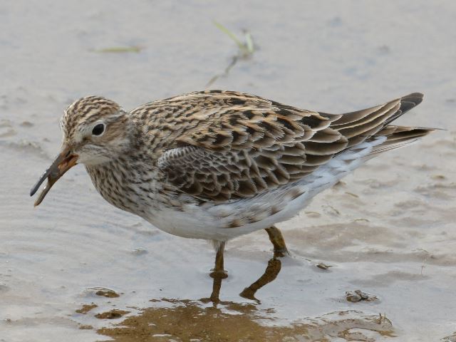 Pectoral Sandpipers