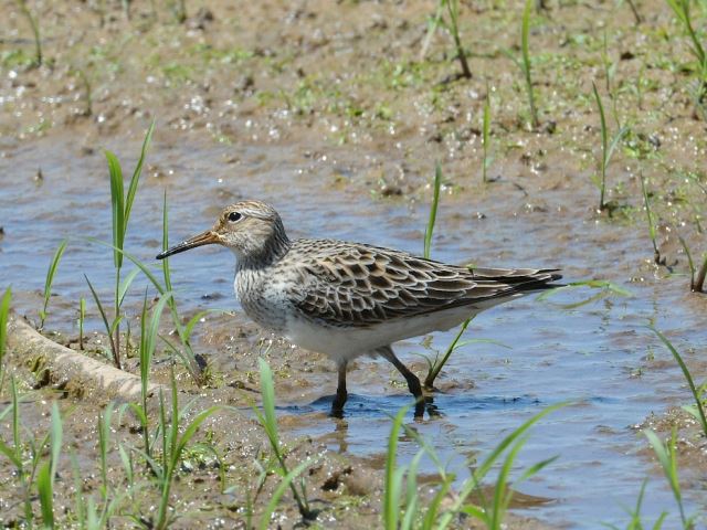 Pectoral Sandpipers