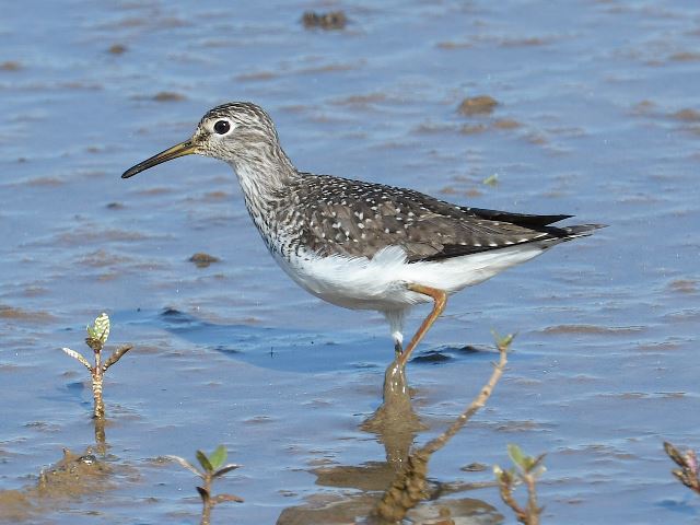 Solitary Sandpiper