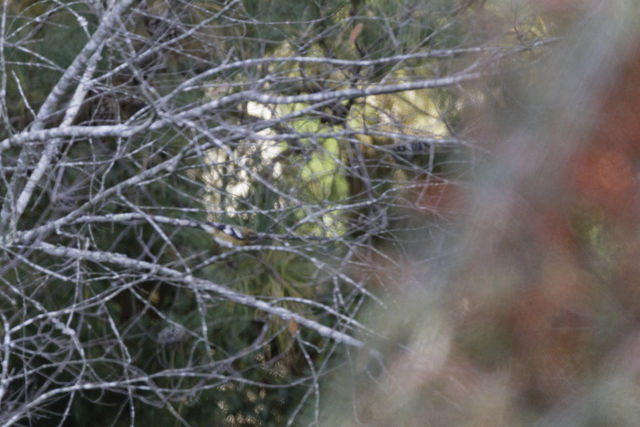 Black-headed Grosbeak