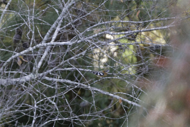 Black-headed Grosbeak