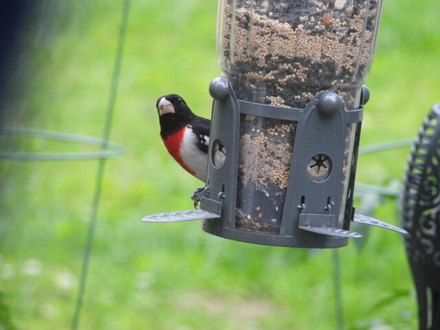 Rose-breasted Grosbeak