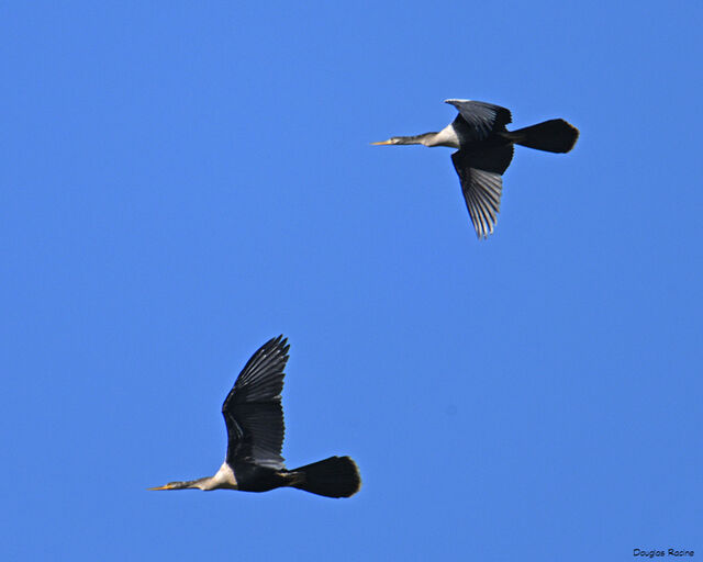 Anhinga