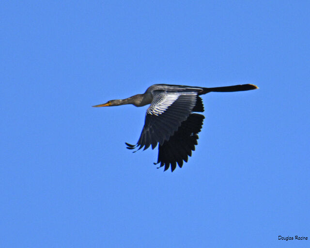 Anhinga