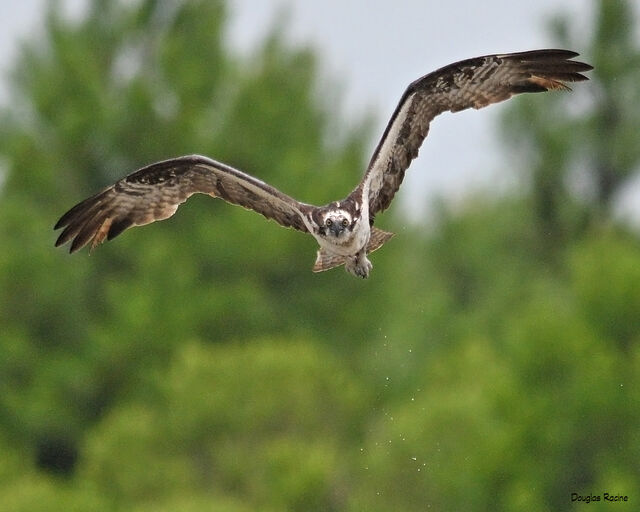 Osprey