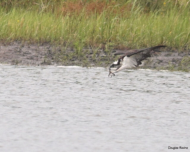 Osprey