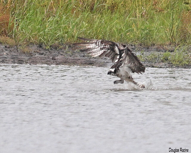 Osprey