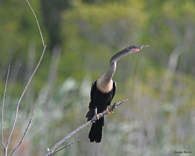 Anhinga